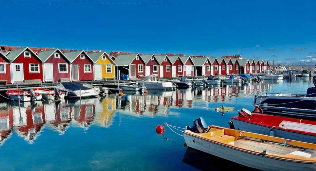 Vackra blommande körsbärsträd i Kungsträdgården, Stockholm under våren